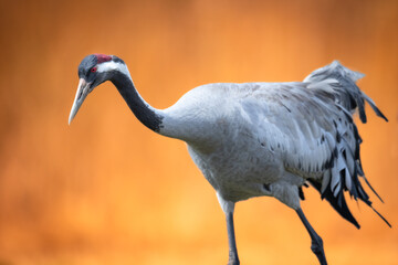 Wild common crane, grus grus, walking on hay field in spring nature. Large feathered bird landing...