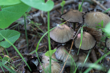 Group contingently edible ink cap mushroom in deciduous forest. Common coprinopsis atramentaria growing in the green grass. Mushroom manure gray from family сoprinus psathyrellaceae. Top view.