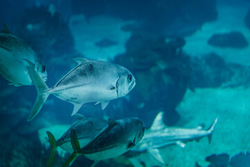 seabed view from an oceanarium