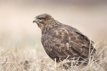 Fototapeta premium Common buzzard Buteo buteo in the fields, buzzards in natural habitat, hawk bird on the ground, predatory bird close up, birds of prey 