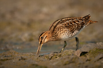 Shore bird Common snipe Gallinago gallinago small bird with long beak, Poland Europe