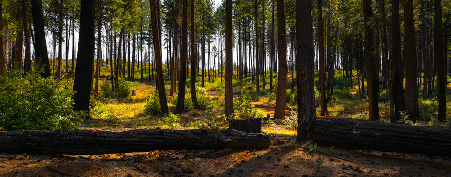 Wildfire Damaged Burnt Pine Trees Near Paradise Lake In Maglia, Northern California