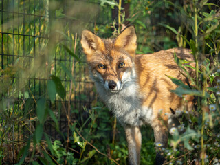 red fox vulpes