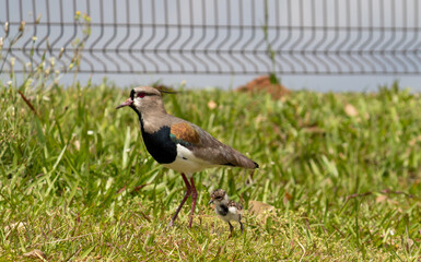 Photograph of a beautiful Southern lapwing.