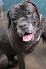 Six-year-old male Italian Cane Corso