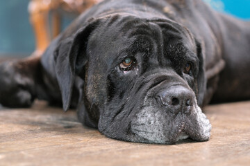Six-year-old male Italian Cane Corso