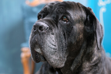 Six-year-old male Italian Cane Corso