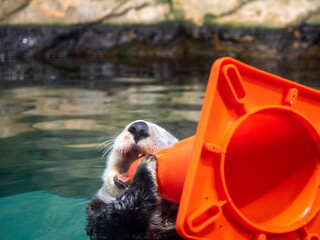 sea ​​otter