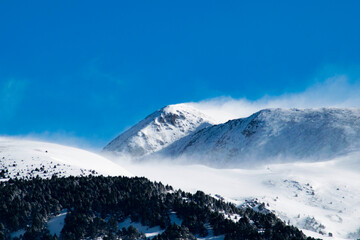 Plakat Winter mountains with snow, mist, animals, vulture, dog, ski, trees.