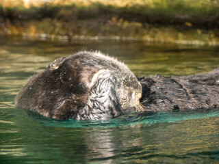 Naklejka premium bear in water