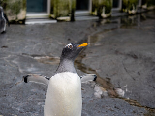penguin on the rocks