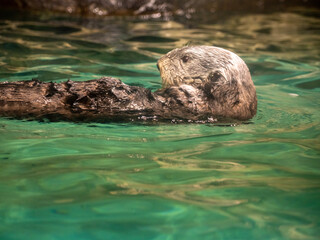 sea ​​otter in the water