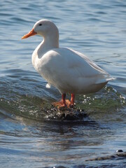 Ducks in Water