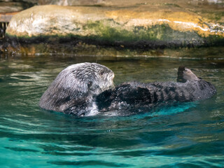 sea ​​otter in water