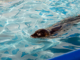 seal in water