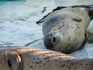 seal on the beach