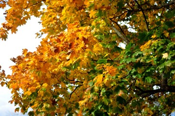 Nature is the material world of the universe, in fact — the main object of the study of natural sciences.