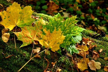 Nature is the material world of the universe, in fact — the main object of the study of natural sciences.