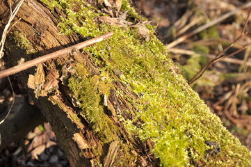 Nature is the material world of the universe, in fact — the main object of the study of natural sciences.