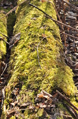 Nature is the material world of the universe, in fact — the main object of the study of natural sciences.