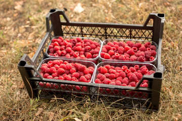 Fresh juicy raspberries harvest in plastic container box on the groung. Season of fruit and jam cooking. Raspberry group. Summer and autumn berries harvest season. Delicious and healthy dessert.