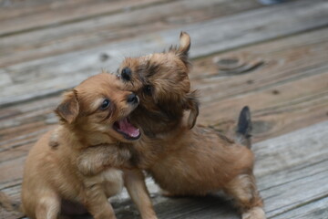 Two Puppies playing on the porch (5 of 5)