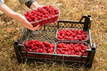 Fresh raspberries. Hands hold a juicy fresh raspberry. Season of fruit and jam cooking. Raspberry group. Summer and autumn berries harvest season. Delicious and healthy dessert.