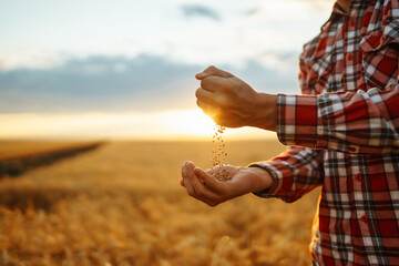 Farmers hands pour grain into field from hand to hand. Agriculture, gardening or ecology concept.