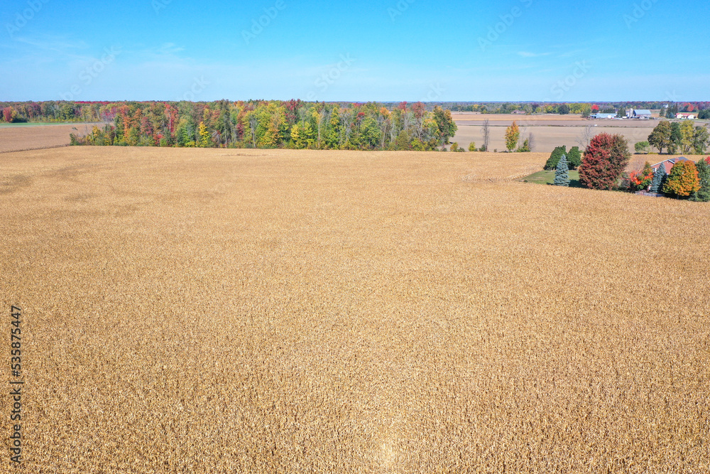 Wall mural drought (corn)