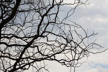 Closeup of dark branch without leaves with blue sky on background