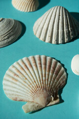 sea shells on a blue background