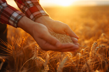 Farmers hands pour grain into field from hand to hand. Agriculture, gardening or ecology concept.