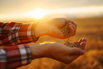 Farmers hands pour grain into field from hand to hand. Agriculture, gardening or ecology concept.