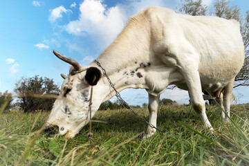 White cow chewing grass in the meadow.