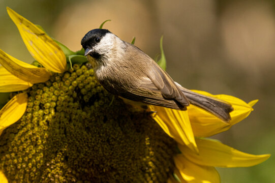 cincia bigia su girasole
