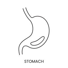 The human stomach is an anatomical linear icon in vector, an illustration of an internal organ.