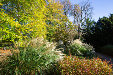 Amazing view of autumn in Hamburg Botanical Garden   