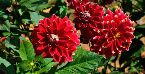 Decorative Dahlia flowers variety Caballero in the garden. Beautiful red flowers with yellow edges of petals, close up. Delicate autumn flowers, Beautiful perennial  flowering plant