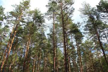 green wild pine tree forest