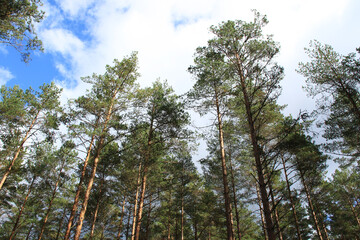 Fototapeta premium green wild pine tree forest