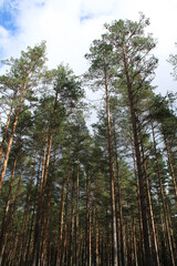 green wild pine tree forest