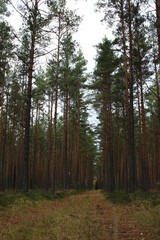 Fototapeta premium green wild pine tree forest