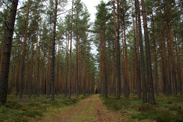 green wild pine tree forest