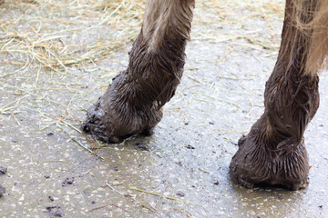 Close up shot of the filthy dirty legs and hooves of a horse after it has been out in field on a...