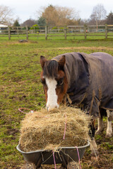 Self service, pretty bay pony wearing winter rug for warmth helps its self to hay from the wheelbarrow before her owner has chance to spread it out in the field on a winters day.