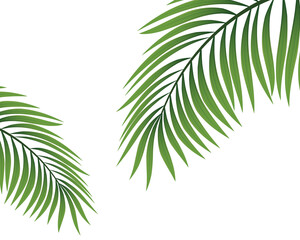 Fototapeta premium Realistic coconut organic milk ,oil and green palm leaves Vector illustration