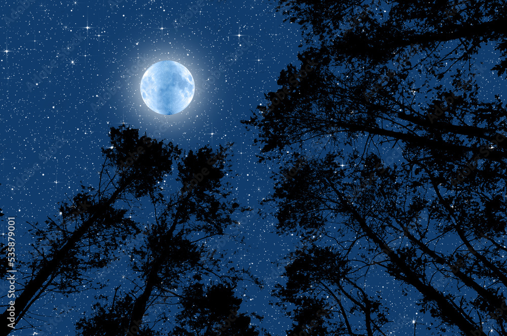 Wall mural the moon and the starry sky in the silhouette of the tips of the trees in the forest. background for