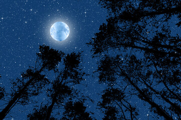 The moon and the starry sky in the silhouette of the tips of the trees in the forest. Background...