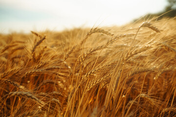 Gold wheat field. Growth nature harvest. Agriculture farm.