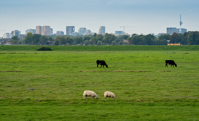 Skyline of Amsterdam south with agricultural field and animals in the foreground